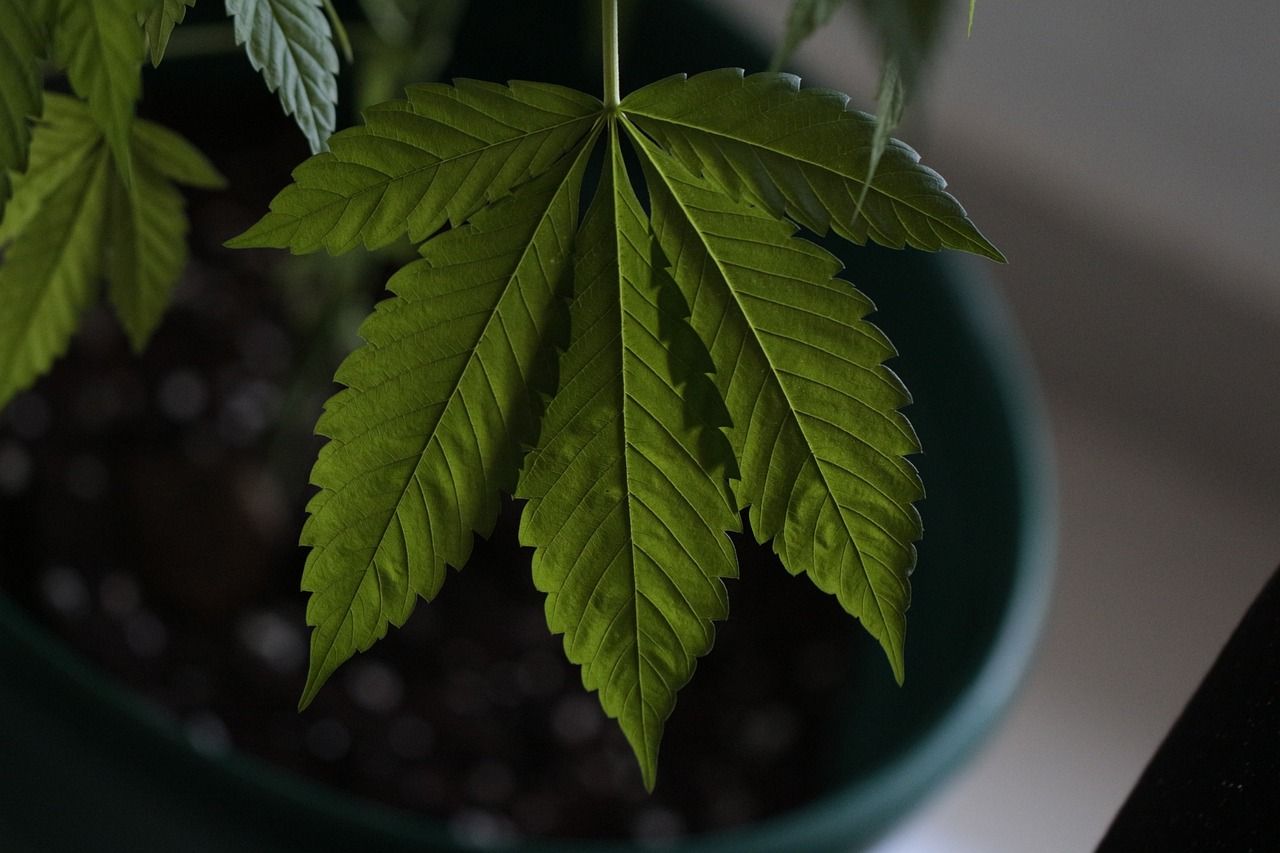 Medyczna marihuana - prawda czy mit o możliwości zapisania przez lekarza rodzinnego?